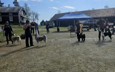 Flott dag på årets første utstilling i FOEHK!