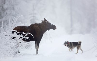 Påmellding til uttaksprøve for å delta i NM Løshund 2026 er nå åpnet!